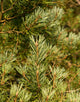 Pinus Sylvestris (Scots Pine) [20-40cmcm]
