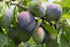 Plum Opal - 5 Litre Dwarf Patio Tree