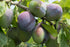 Plum Opal - 2 Year Old Bush 4-5ft