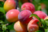 Prunus Victoria - Victoria Plum Tree 2 Year Old Bush 4-5ft