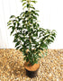 Prunus Lusitanica Angustifolia (Portuguese Laurel) 5 Litre Pot Ht. 70-80cm