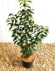 Prunus Lusitanica Angustifolia (Portuguese Laurel) 5 Litre Pot Ht. 70-80cm