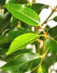 Prunus Lusitanica Angustifolia (Portuguese Laurel) 5 Litre Pot Ht. 70-80cm