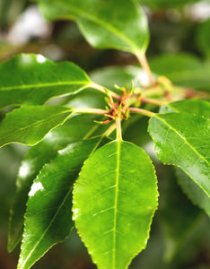Prunus Lusitanica Angustifolia (Portuguese Laurel) [1L] [40-50cm]