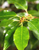 Prunus Lusitanica Angustifolia (Portuguese Laurel) 3 Litre Pot Ht.
