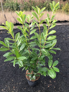 Prunus Novita (Laurel) 100-125cm (3-4ft) 7.5 Litre Pot