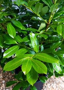 Prunus Novita (Laurel) 100-125cm (3-4ft) 7.5 Litre Pot