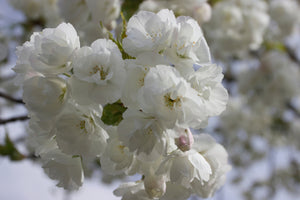 Prunus Snow Goose - White Flowering cherry 25 litre Pot (Approx. 6 ft high)
