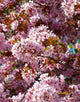 Prunus Cerasifera (Cherry Plum) [60-90cm]