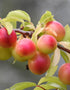 Prunus Cerasifera (Cherry Plum) [60-90cm]