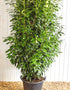 Prunus Genolia (Laurel) [35L] [175-200cm]