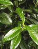Prunus Genolia (Laurel) [35L] [175-200cm]