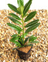 Prunus Novita (Cherry Laurel) [1L] [30-40cm]
