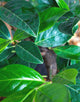 Prunus Novita (Cherry Laurel) [2L] [60-70cm]