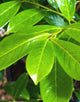 Prunus Novita (Cherry Laurel) [1L] [30-40cm]