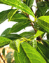 Prunus Novita (Cherry Laurel) [2L] [60-70cm]