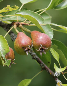 Pyrus Communis (Wild Pear) [40-60cm]