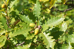 Quercus Petraea - Sessile Oak [60-90cm]