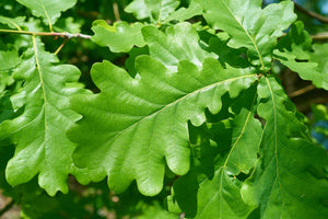 Quercus Robur - Pedunculate oak [60-90cm]