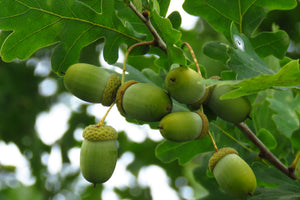 Quercus Robur [60-90cm]