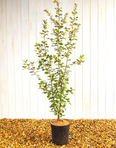 Quercus Ilex (Holm Oak) [5L] [80-100cm]