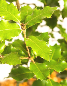 Quercus Ilex (Holm Oak) [5L] [80-100cm]