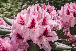 Rhododendron Cosmopolitan 5lt pot Height 40-50cm