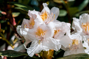Rhododendron Cunningham's White 5lt pot Height 30-50cm