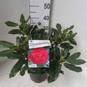 Rhododendron Nova Zembla (5 Litre Pot)