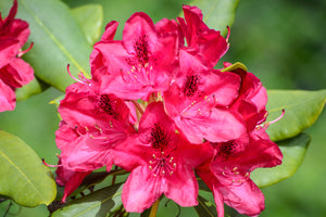 Rhododendron Nova Zembla 5lt pot Height 40-50cm