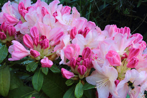 Rhododendron Percy Wiseman (5 Litre Pot)