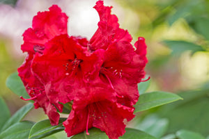 Rhododendron Red Jack 5lt pot Height 40-50cm