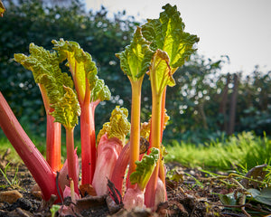Rhubarb Timperley Early (2 Litre Pot)