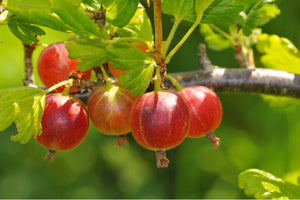 Ribes Hinnonmaki Red Gooseberry (5 litre Pot)