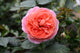 Rose Duchess of Cornwall (Bush) 5 Litre Pot
