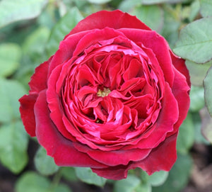 Rose Proper Job ‘Bush Rose’ 5Lt pot