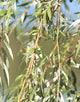 Salix Alba (White Willow) [60-90cm]