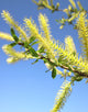Salix Alba (White Willow) [60-90cm]