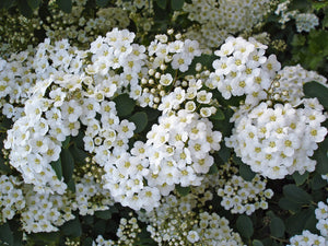 Spiraea Arguta "Bridal Wreath" (10 Litre Pot)