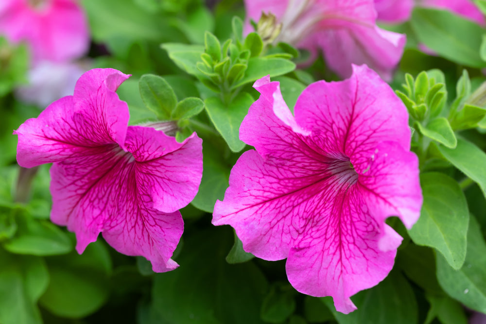 SURFINIA® Hot Pink  The No.1 Petunia brand, colors your city