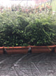 Taxus Baccata Trough Hedging (Yew) [80litre] [125cm]