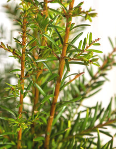 Taxus Baccata (Yew) [40-60cm]