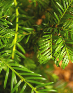Taxus Baccata (Yew) [30-40cm]