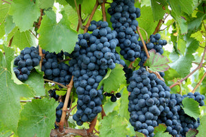 Vitis Boskoop Glory (Purple Grape Vine) 2lt Height 40-60cm