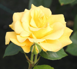 Rose Precious Gold (Bush) 5 Litre Pot