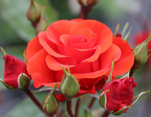 Rose Precious Love (Bush) 5 Litre Pot
