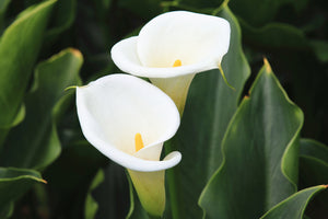 Zantedeschia Crowborough – ‘Arum Lily’ (5 litre Pot)