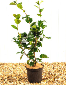 Camellia Nuccios Gem [12L] [100-125cm]