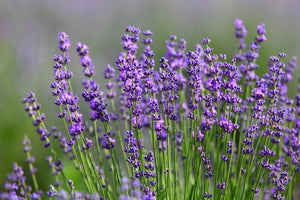 Lavendula Angustifolia - Lavender Herb (13cm Pot)