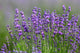 Lavendula Angustifolia - Lavender Herb (13cm Pot)